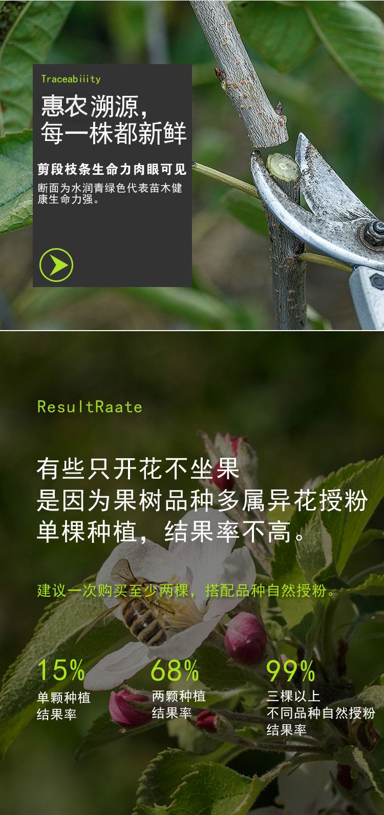 山楂苗 大磨盘山楂树苗 辽宁山楂苗 保证品种 包技术管理