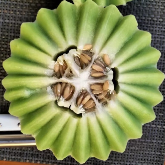 玉菇甜瓜种子 衡创正圆玉菇含糖度高大果抗病果肉翠绿色