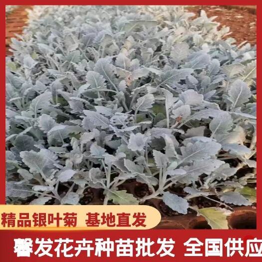 昆明 云南银叶菊花苗耐寒调色值日室内外阳台庭院盆栽银叶菊