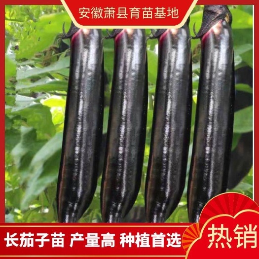 萧县长茄子苗，紫萼长茄苗烧烤茄苗，绿萼长茄子苗大量供应，质量保证