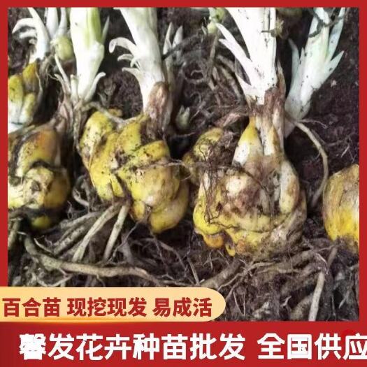 昆明百合种球，耐寒好养活室内外阳台。