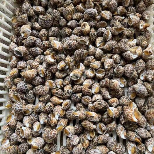 北海32斤/件400东风螺， 香螺，花螺，量大优惠