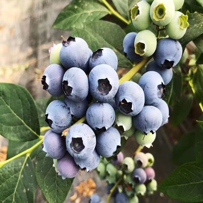 奥尼尔蓝莓苗 带原土发货 品种齐全 全国包邮