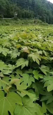 靖州县油桐苗（2年生）