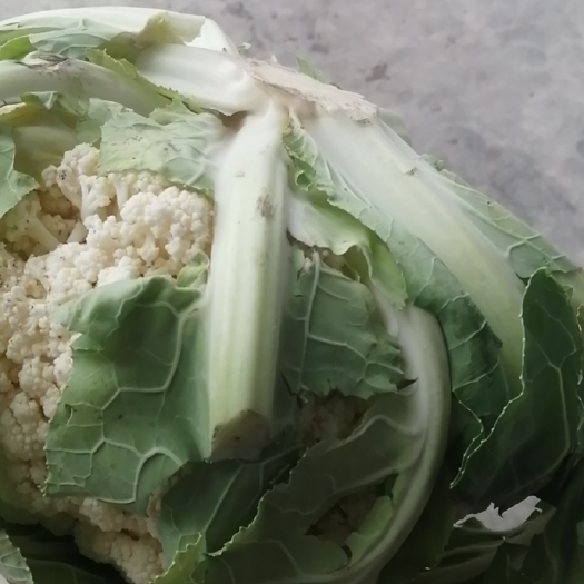 通许县湖北天门花菜