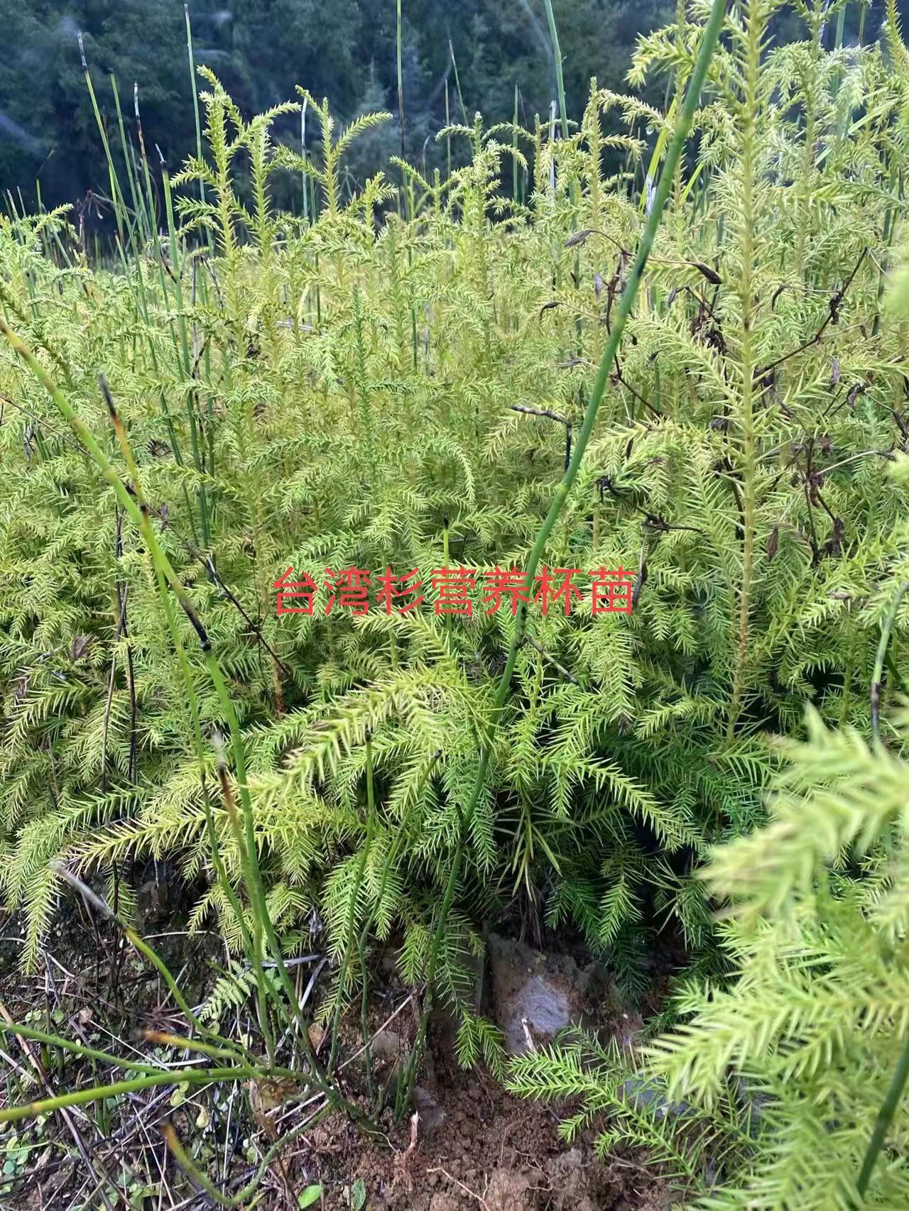 香杉  营养杯杉木苗