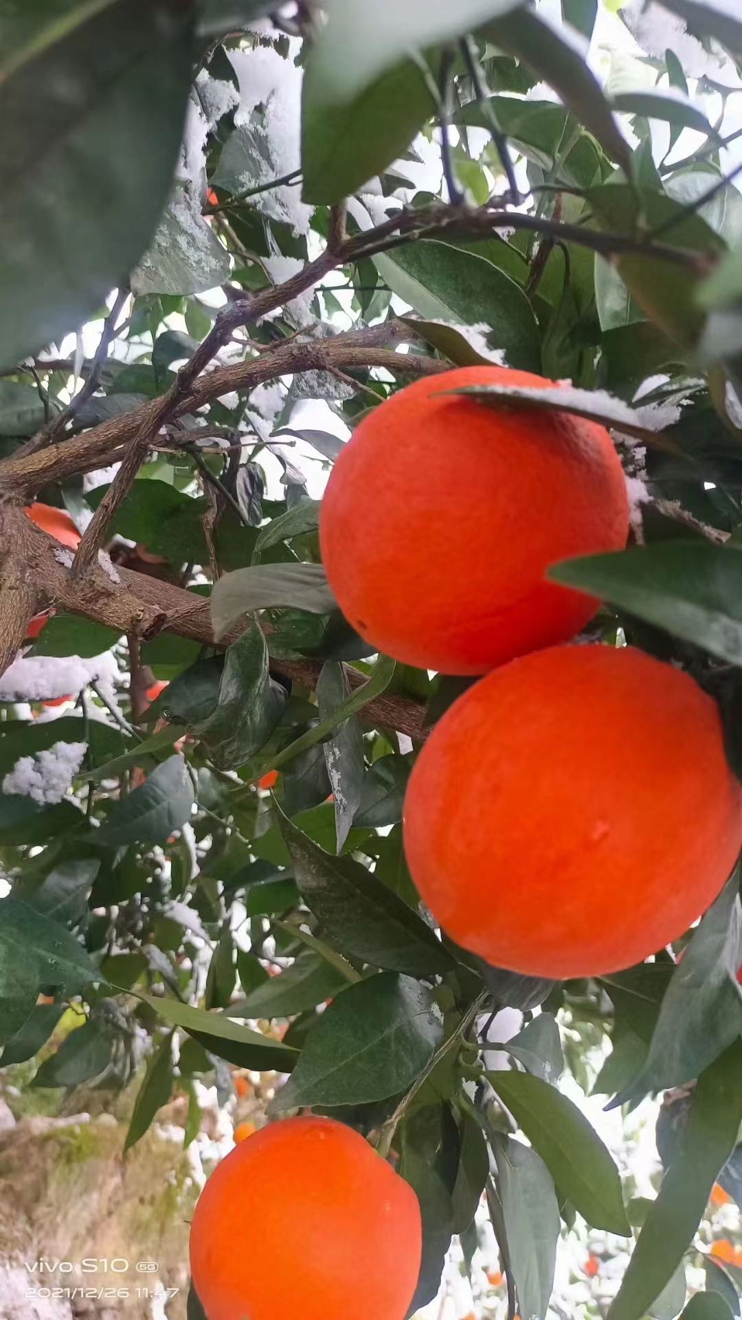 枝江市纽荷尔脐橙 【精品橙子】湖北秭归纽荷尔 产地直采可视频看货