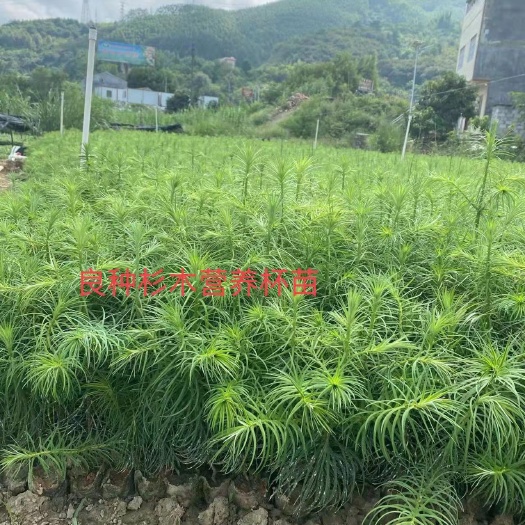 东兰县杉木树苗 良种营养杯杉木苗