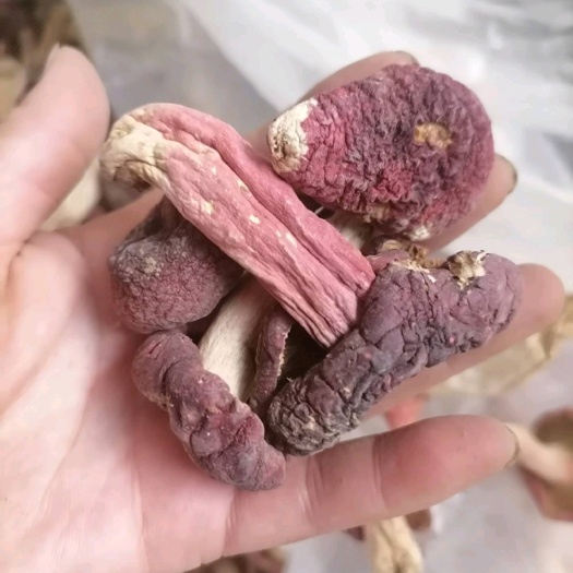 南召縣紅菇一一嫩菇野生！包湯少不了它！深山采摘批發(fā)一手貨源
