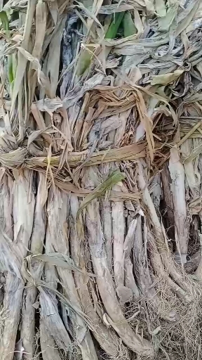 繁峙县 铁杆大葱优质干货基地直供