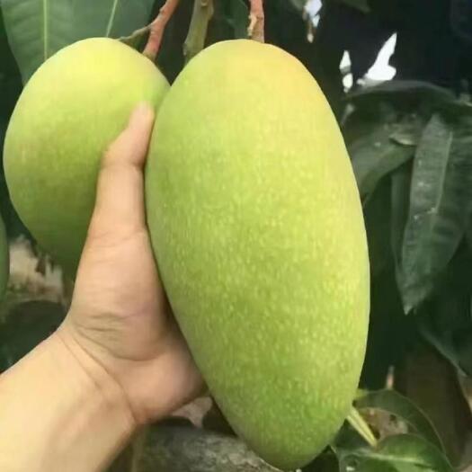 灵山县黄金芒果苗