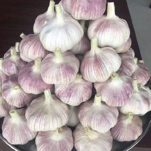 杞县紫皮蒜 优质大蒜