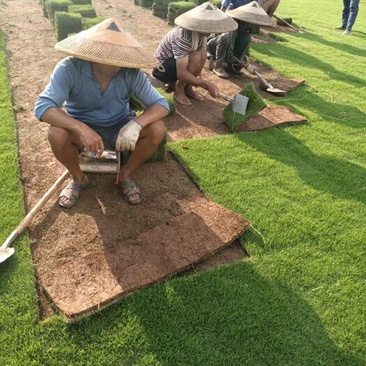 资兴市草坪 马尼拉草卷精品草卷