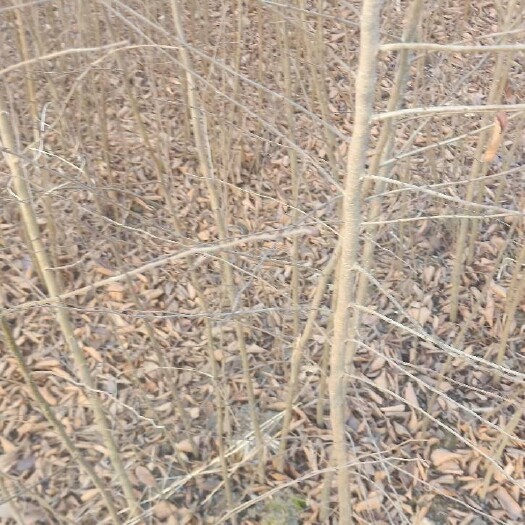  自家苗圃出售当年红榉小苗现挖现上车全国物流发货
