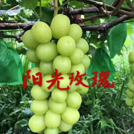 平邑县【正品】阳光玫瑰葡萄苗，保真，，包品种，基地直销