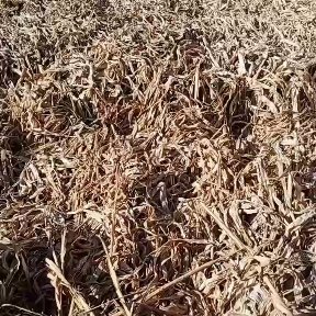  章丘大葱优质干货基地直供