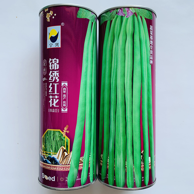 沭阳县油豆角种子  小金豆种子红花绿荚荚长20-24cm横径:0.