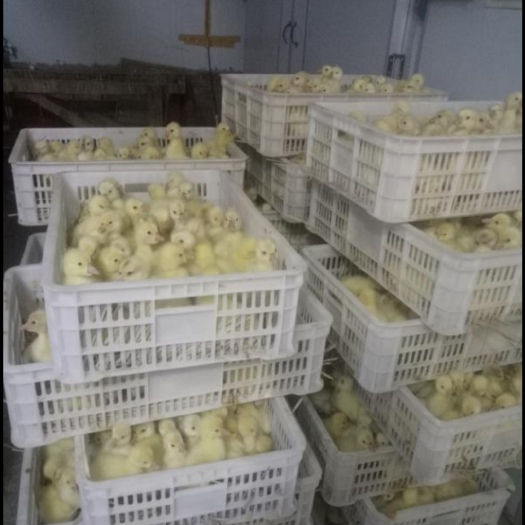 郑州 泰州鹅苗