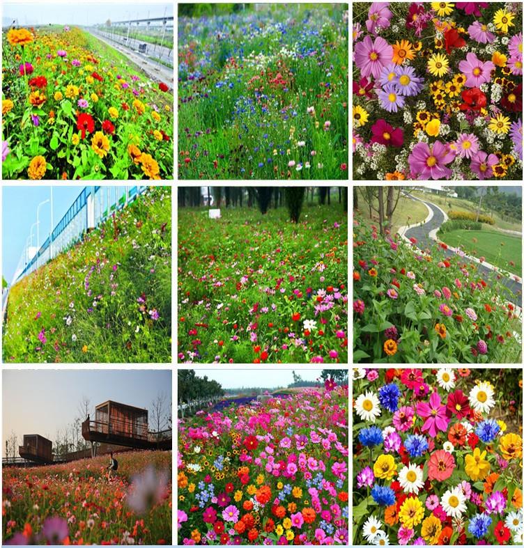 沭阳县耐寒花种多年生野花组合种子四季开花不断花籽庭院易种活室外包