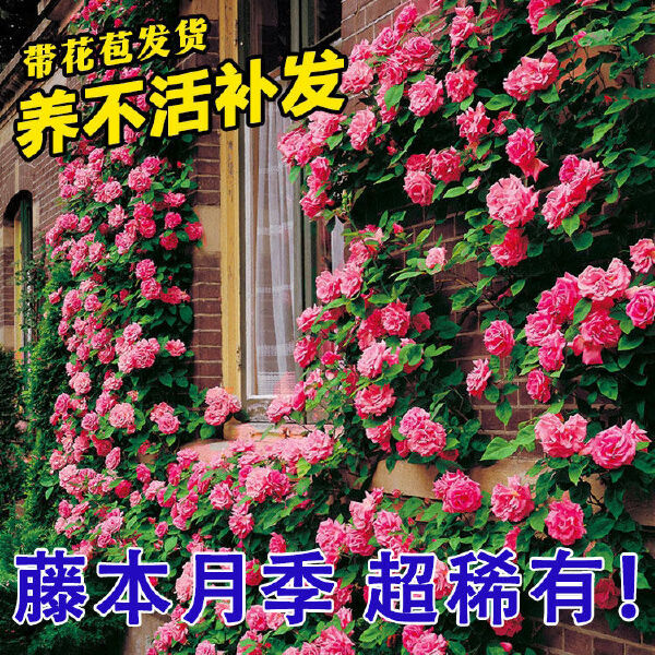 藤本月季爬藤大苗蔷薇花苗玫瑰庭院大花浓香阳台花卉绿植盆栽四季