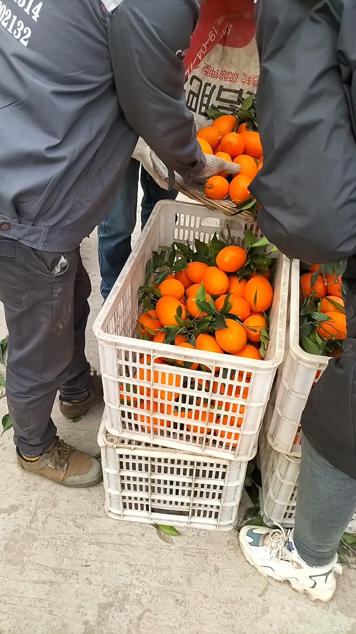 【推荐】湖北长虹脐橙整车发货按需做货新鲜上市产地直供