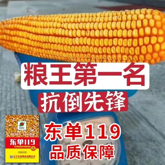西华县东单14玉米种子 玉米种