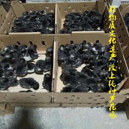 汶上县土鸡苗 纯种汶上芦花鸡鸡苗小鸡苗包损提供养殖技术资料说明书