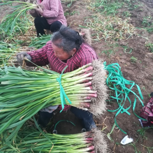 长葛市 大棚红根蒜苗大量批发价格面议