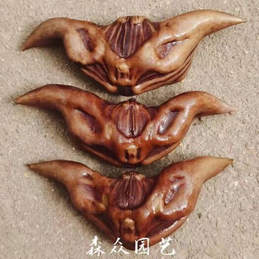 沭阳县 菱角青菱角红菱角种子两角菱角牛角菱角老菱角种子水生植物