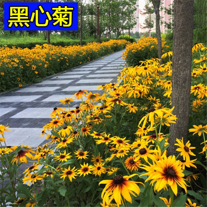 沭阳县黑心菊种子 新黑心菊花卉种子黑眼菊金光菊园艺花籽春秋播种易活花海盆栽庭院