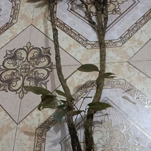 永兴县味连 纯中草药