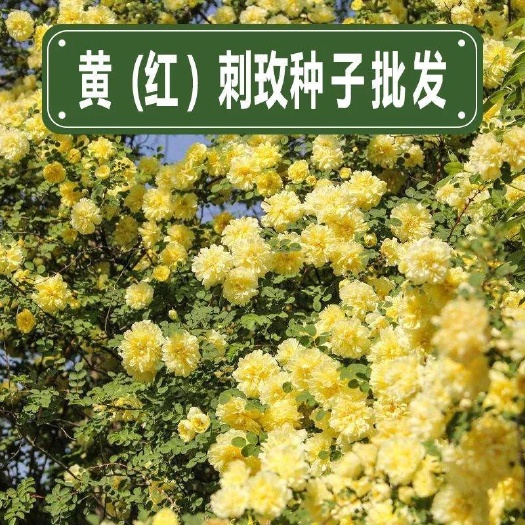  黄刺玫种子红刺玫种子庭院绿化重瓣耐寒耐旱工程绿化刺梅苗作树墙