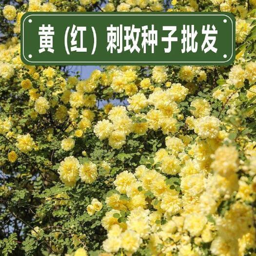 沭阳县 黄刺玫种子红刺玫种子庭院绿化重瓣耐寒耐旱工程绿化刺梅苗作树墙