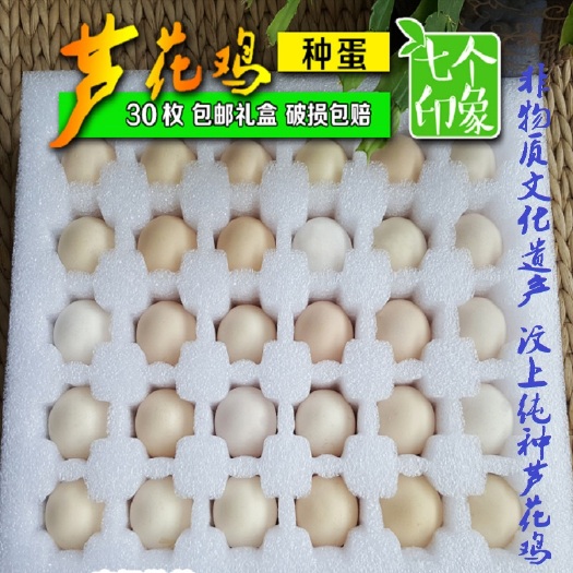 嘉祥县芦花鸡种蛋纯种汶上特产受精率高提供孵化养殖技术