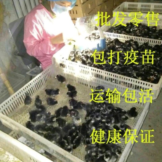 嘉祥县土鸡苗  芦花鸡苗 纯种汶上芦花鸡鸡苗