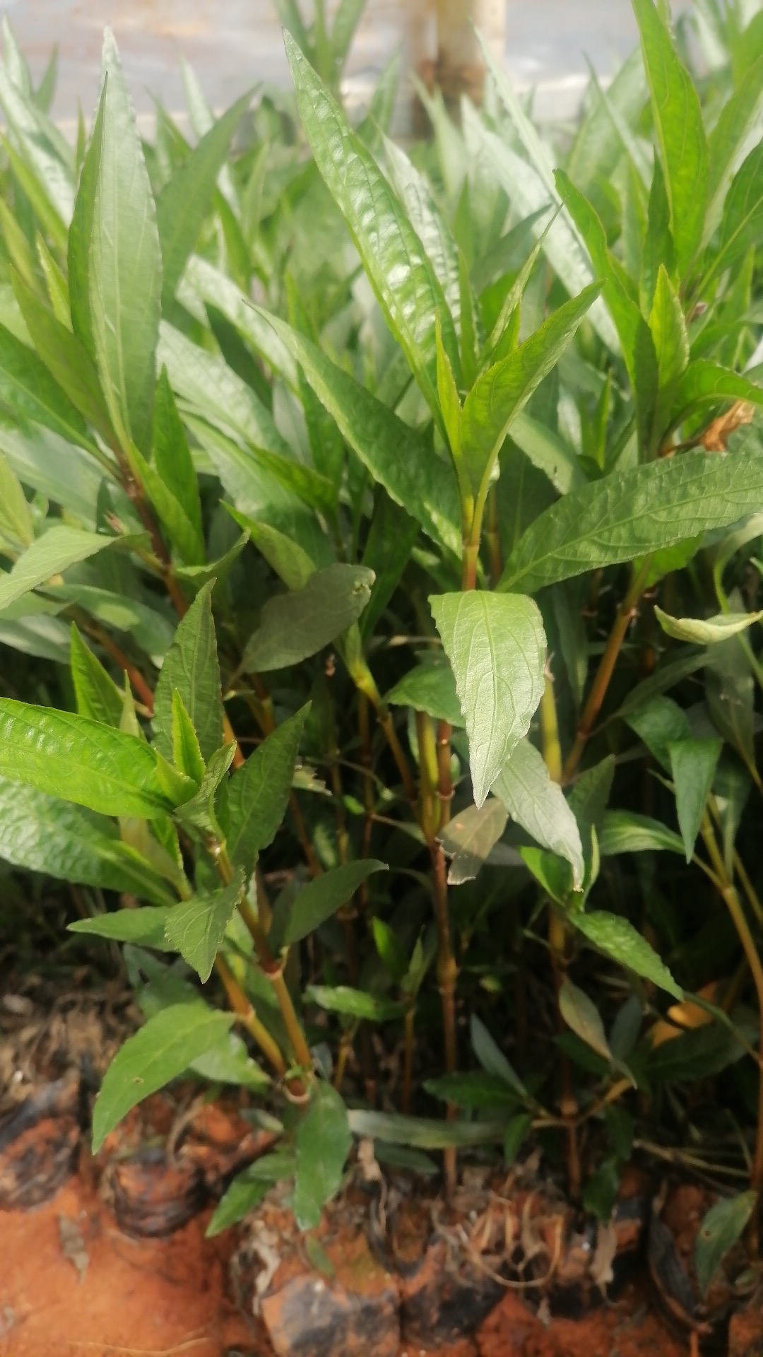 翠芦莉  小袋   盆载人