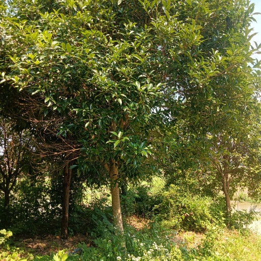 宁乡市桂花树 桂花