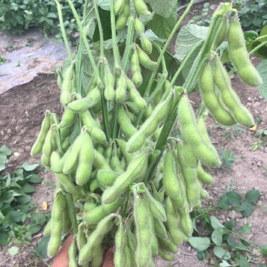 邳州市毛豆种子 常规种
