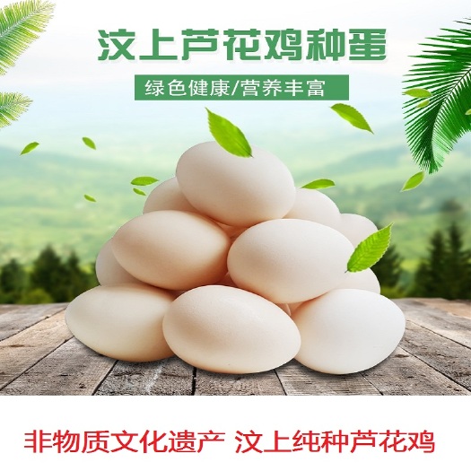 嘉祥县汶上芦花鸡种蛋受精率高提供孵化养殖技术