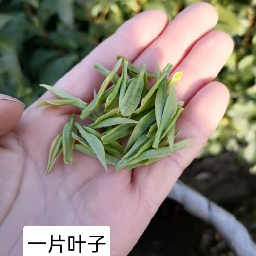 安吉县安吉白茶  2025年新茶上市 头茶上市安吉白茶