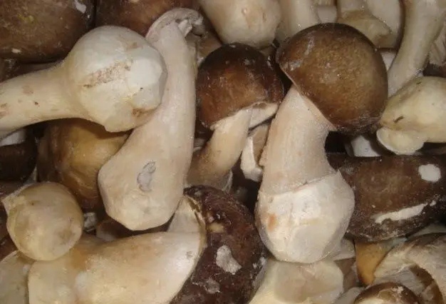 高山鹅蛋菌，重庆山区野生量大从优
