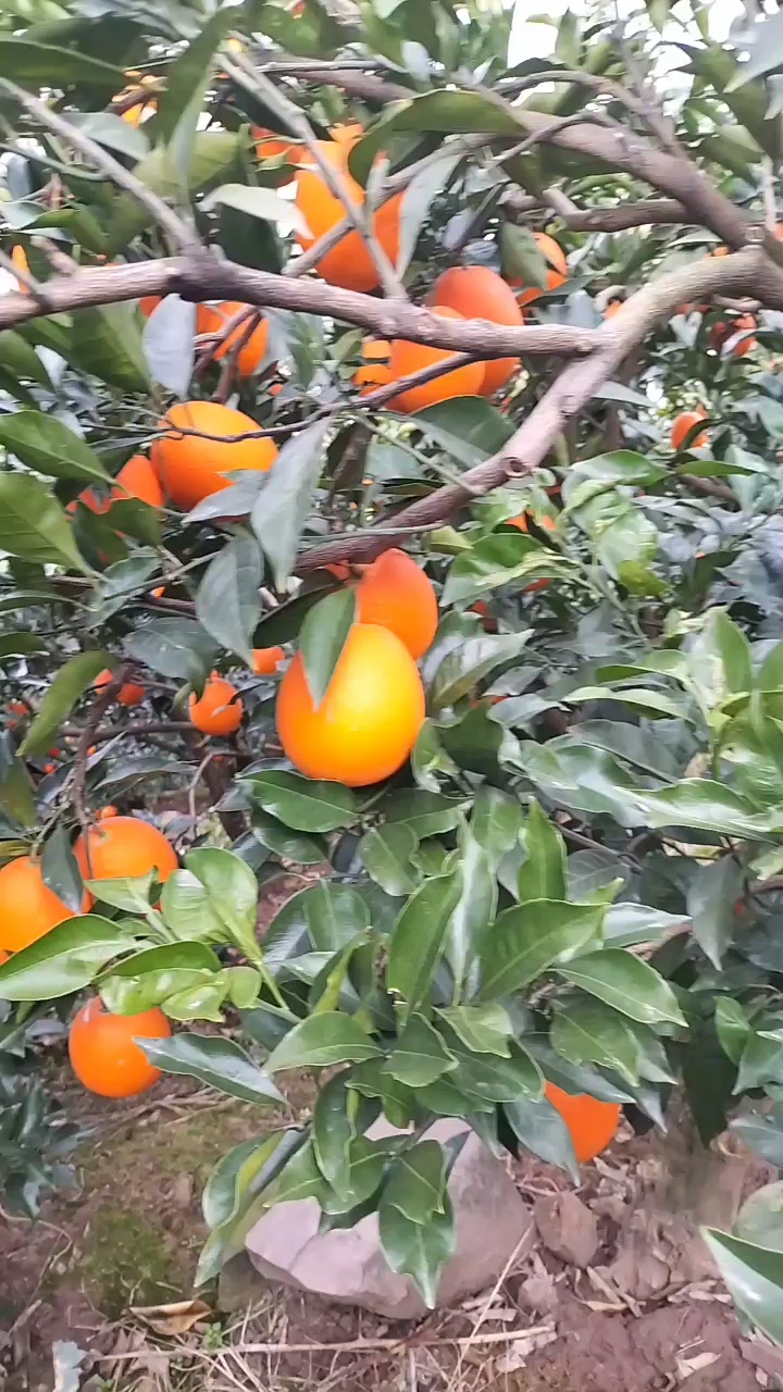 【推荐】湖北长虹脐橙整车发货按需做货新鲜上市产地直供