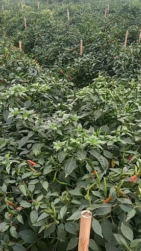 合浦县 朝天椒