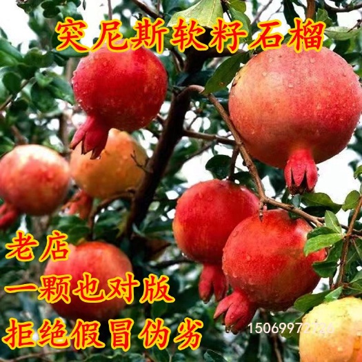 平邑县嫁接突尼斯软籽石榴树苗蒙阳红石榴1-10厘米规格齐全