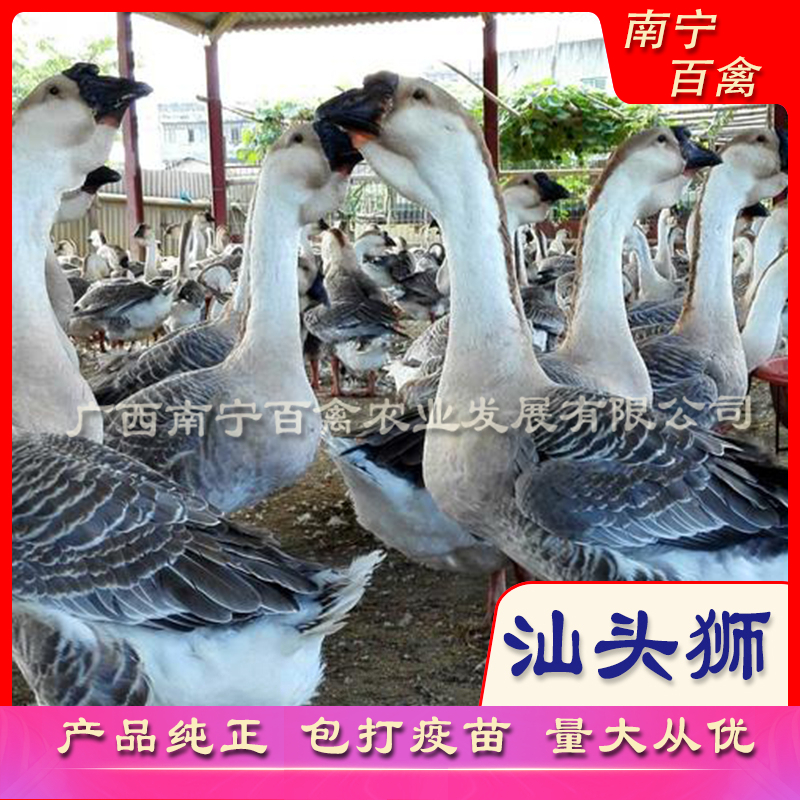 精选汕头狮头鹅苗，孵房直接打好小鹅瘟，痛风疫苗，