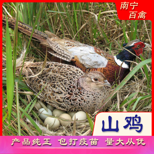 南宁山鸡苗  七彩山鸡脱温苗，均重一斤左右。养殖时间为五十天。做