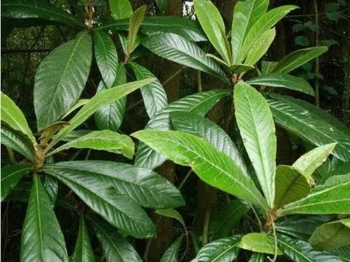 房县 特级枇杷叶