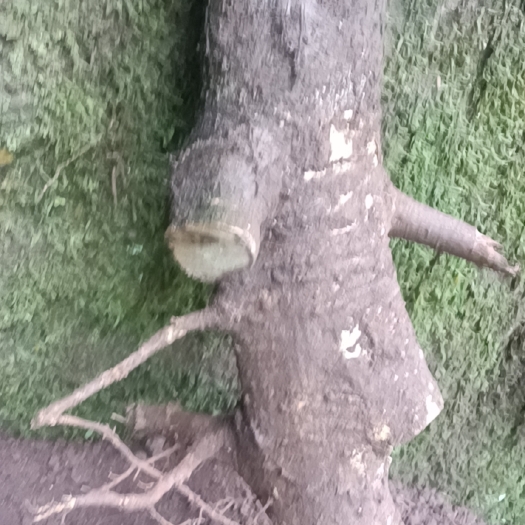 马边县 马比木