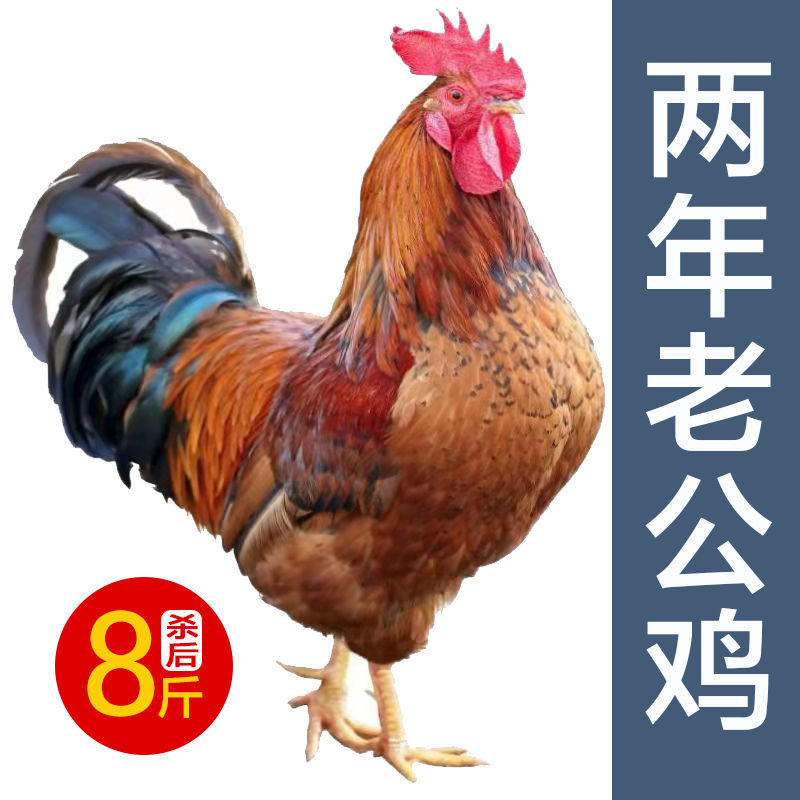 土鸡公鸡老公鸡  两年三年老公鸡土公鸡纯粮喂养整鸡【活鸡现杀