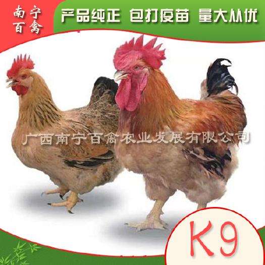 南宁K9鸡苗，苗场直供，成活率高达98%，免费打好疫苗代办托运